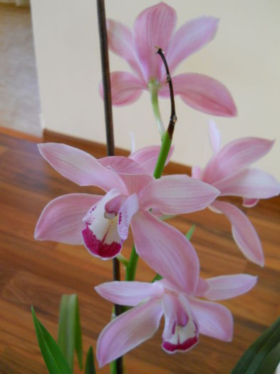 2325 - cymbidium 2015