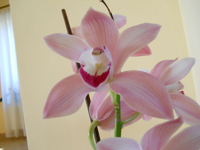 2327 - cymbidium 2015