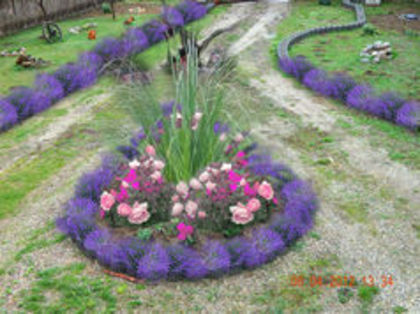 Lavanda-trandafiri-Pampas