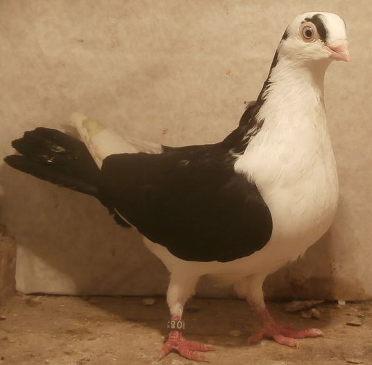 Data in Ploiesti la Teodor Data in Ploiesti la Teodor