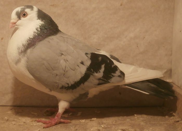 Dat in Ploiesti la Teodor Dat in Ploiesti la Teodor