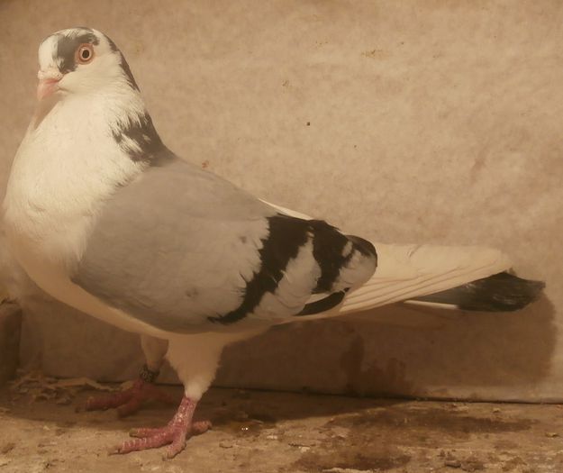 Dat in Luxembourg la Cosmin