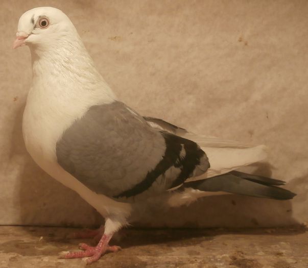 Data in Luxembourg la Cosmin