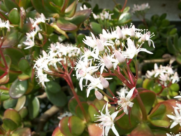 1 Crassula ovata - Suculente - 2015