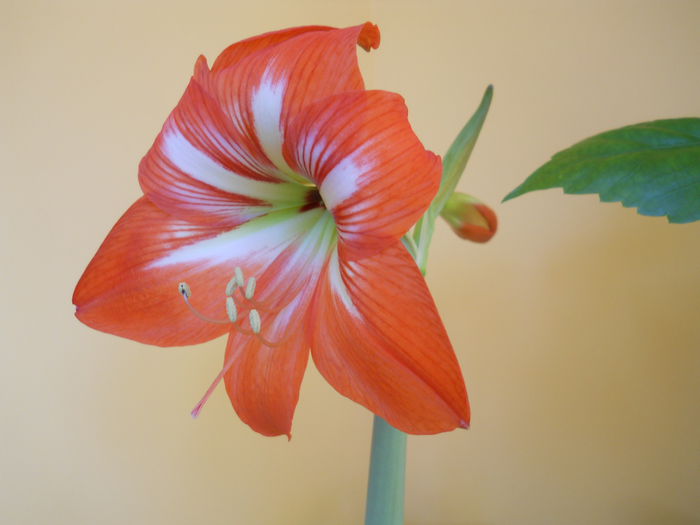 Bran - Flori apartament