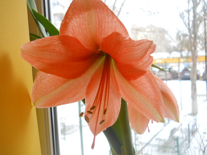 Exotica - Flori apartament