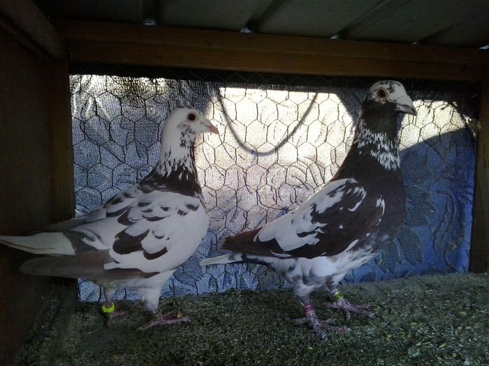  - w Voiajori meulemans