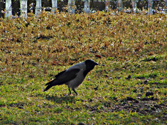 DSC04881 - Diverse animale si pasari