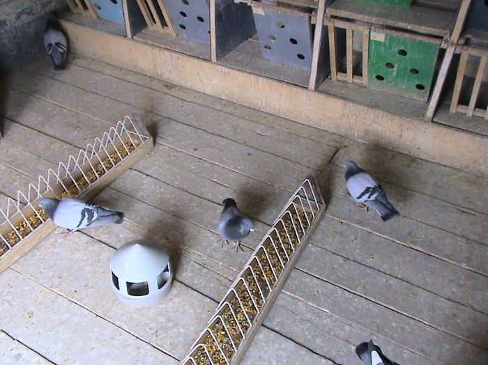 Popa-Alex-FCPR-Ilfov-2971