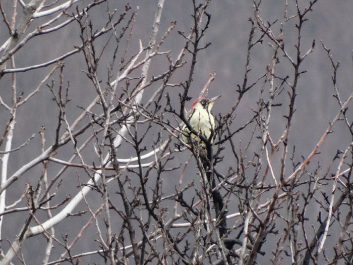 reintalnire cu ghionoaia verde ea - a-vizitatorii gradinii-2015