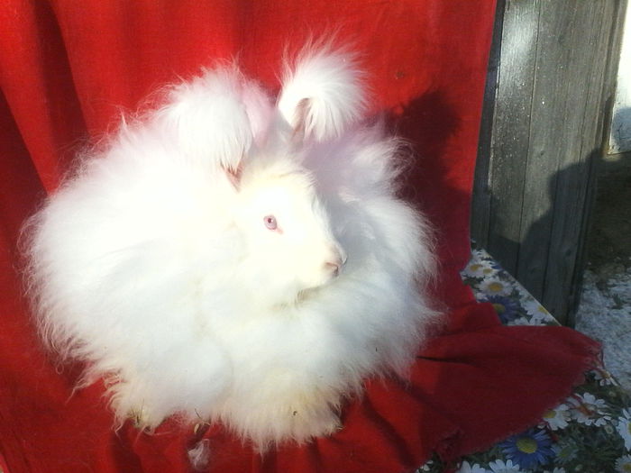 Angora Urias 003