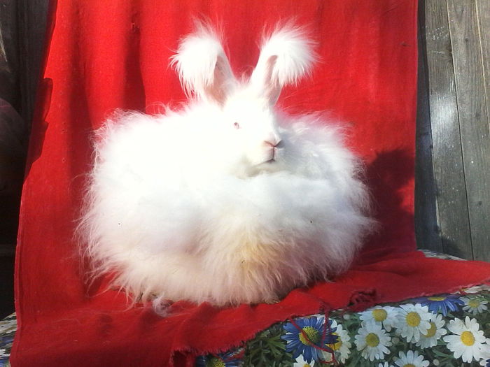 Angora Urias 005