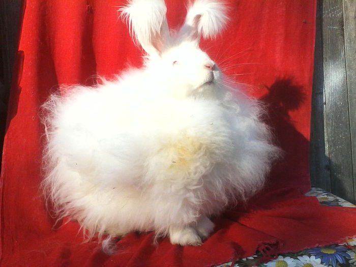 Angora Urias 006