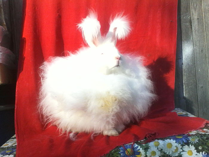 Angora Urias 007