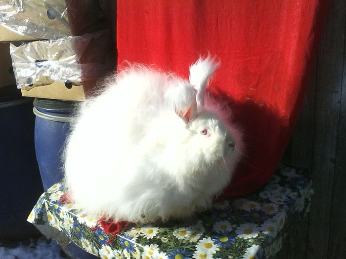 Angora Urias 013