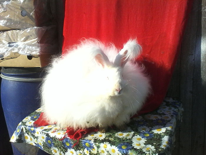 Angora Urias 014