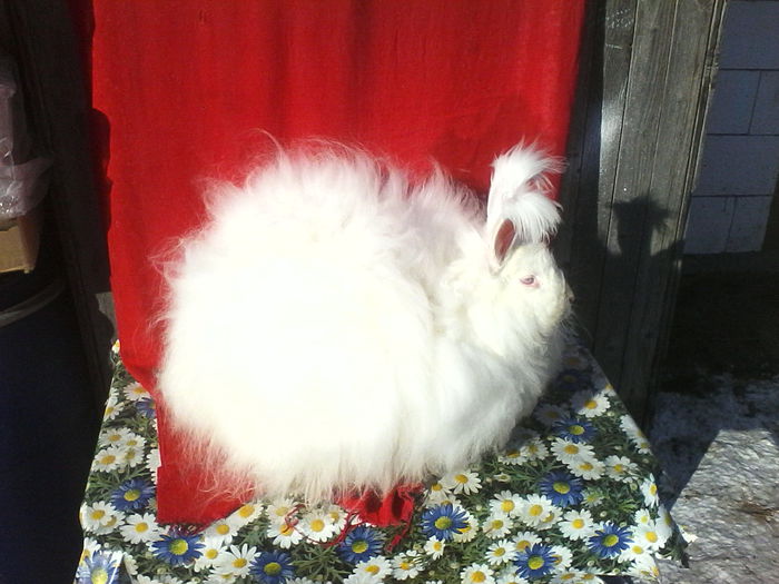 Angora Urias 016