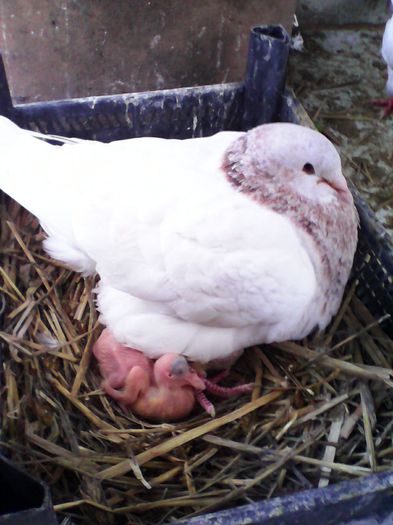 un pui chel,adica e mascul