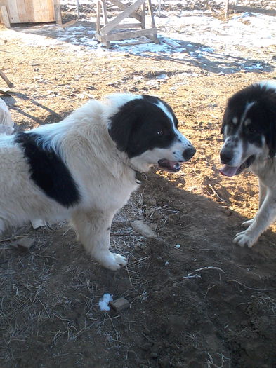 IMG_20150213_094945 - ciobanesc de bucovina