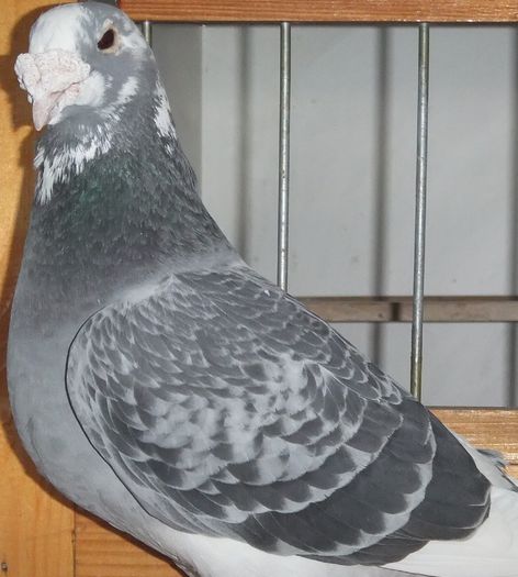 DSCF8866 - Voiajori Standard baltati 2015