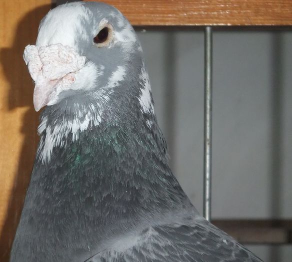 DSCF8869 - Voiajori Standard baltati 2015