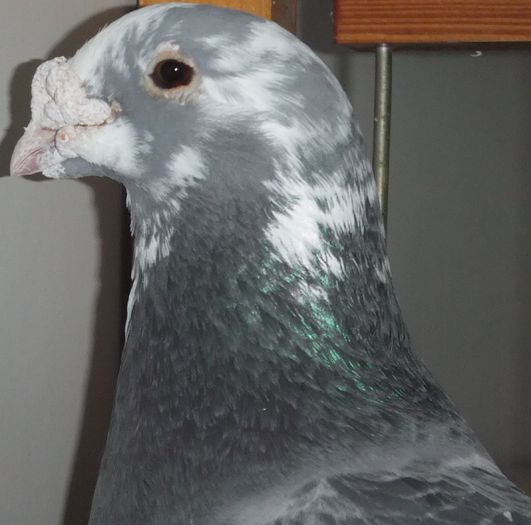 DSCF8871 - Voiajori Standard baltati 2015