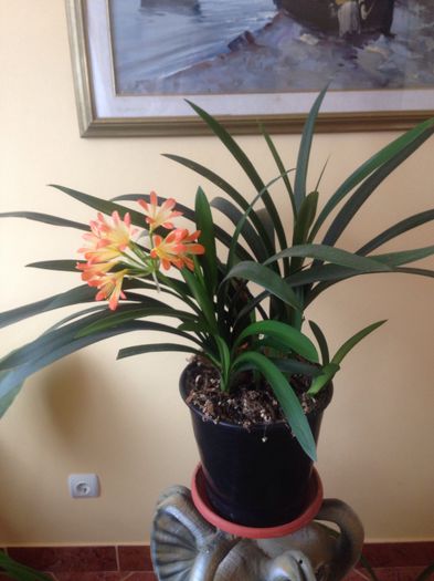 image - Clivia miniata