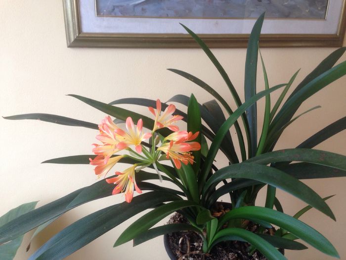 image - Clivia miniata