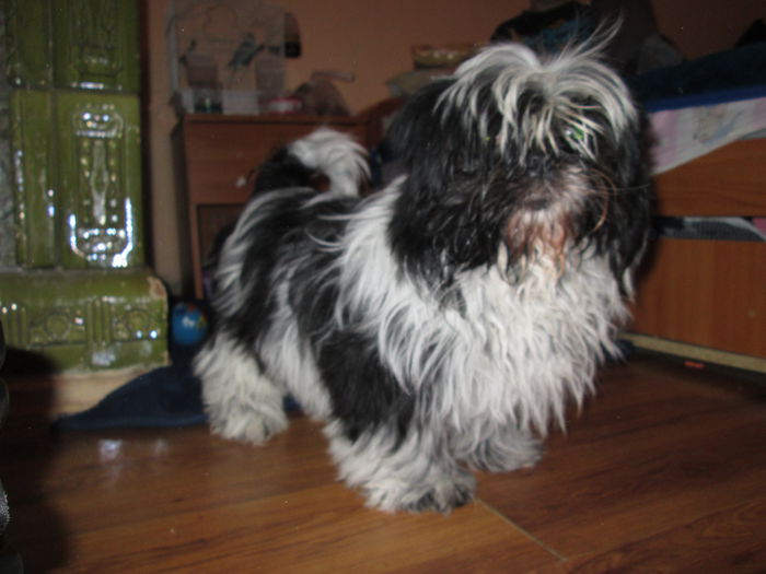 IMG_4033 Shih-tzu