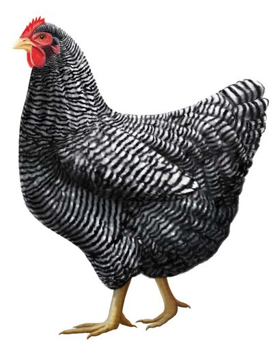 barred-rock-chicken - Plymouth