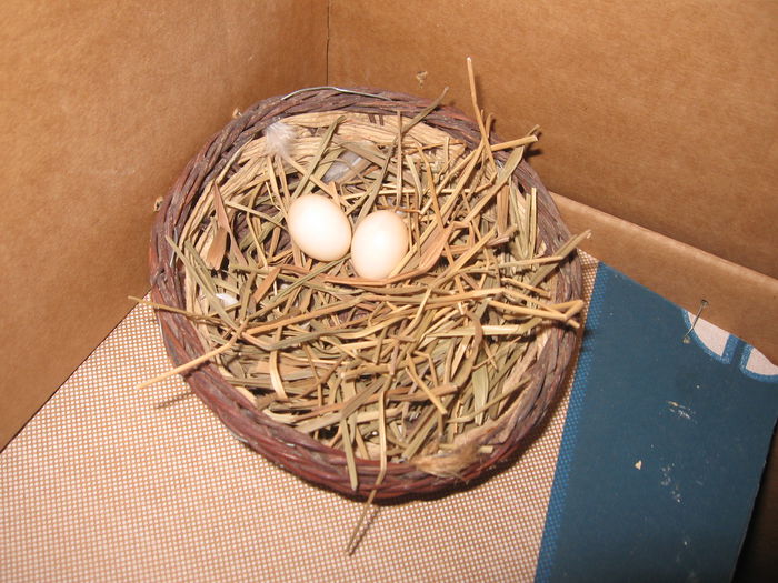 primele oua-2015