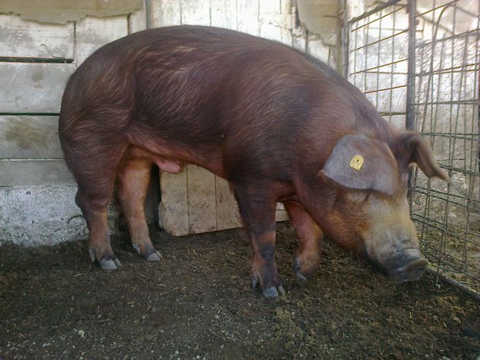 RASA PURA DUROC