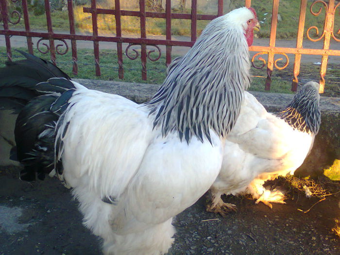 Fotografie0187 - Brahma Herminat deschis