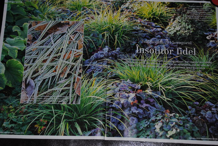 pt Pistilica: carex... exemplu combinatie:)); revista &quot;gradina mea de vis &quot;.. aici combinat cu heuchera, epimedium,brunnera, geranium :))
