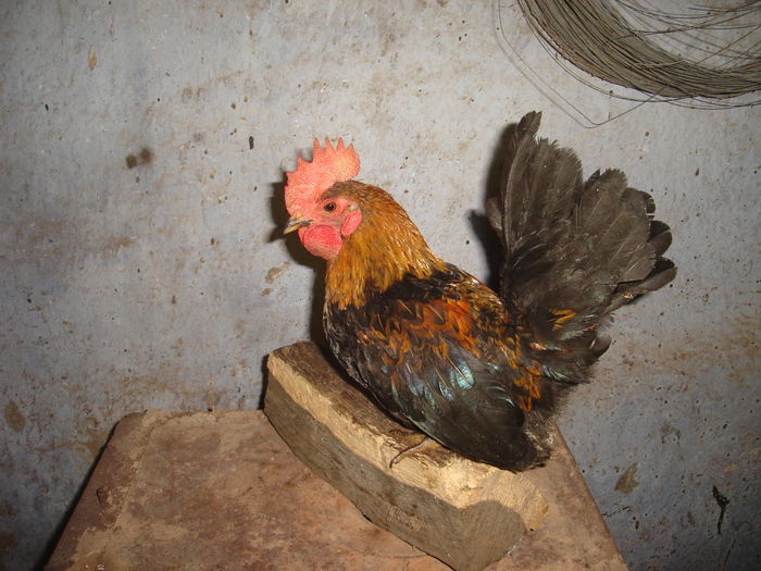 DSC00021  reproductie  20015