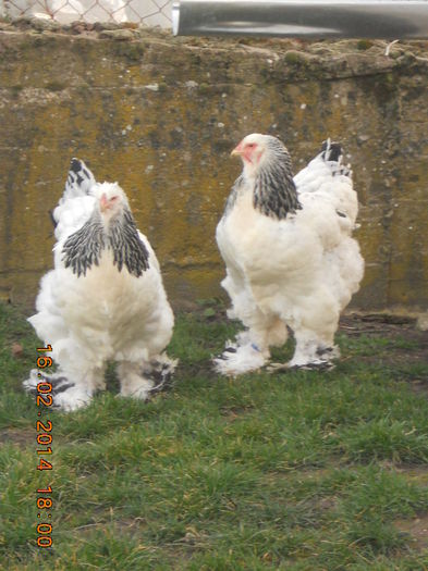 071 - gaini Brahma herminat deschis