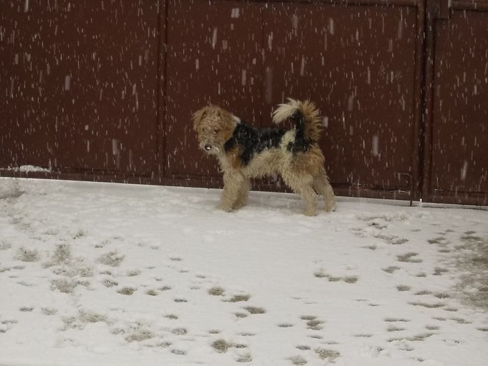 2 - Noul catel - FOX TERRIER