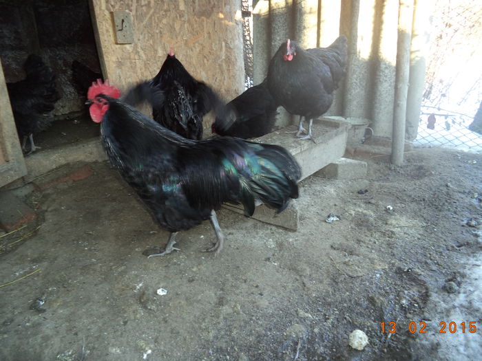 DSC02849 - Vand oua Australorp