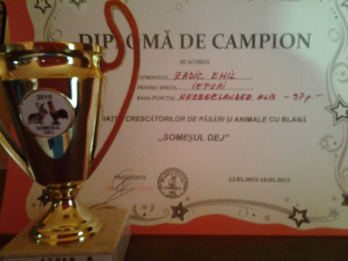 diploma si cupa campion 97 p - Rezultatele Mele la Expo Dej 2015