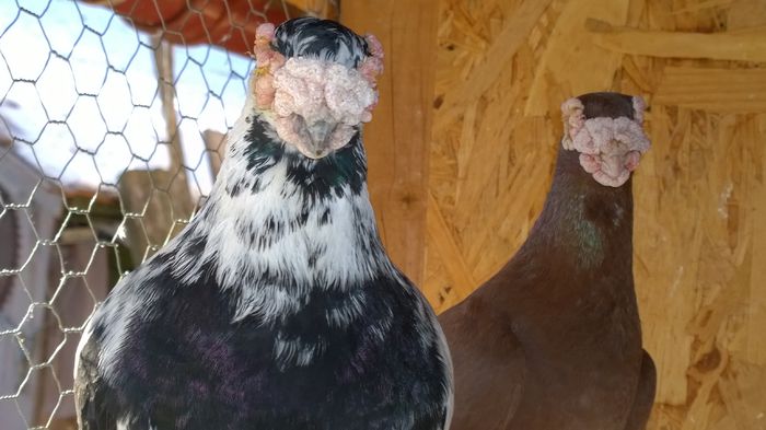 WP_20150214_10_24_02_Pro