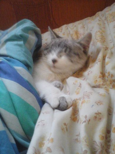 20150214_120958 - pisica mea somnoroasa
