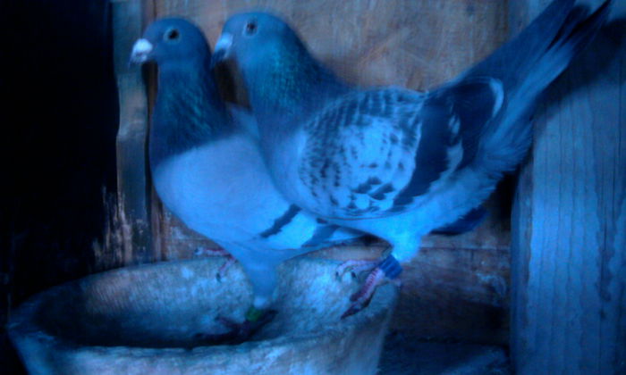 Pereche 2 - Porumbei fratelui meu