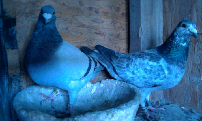 Pereche 5 - Porumbei fratelui meu