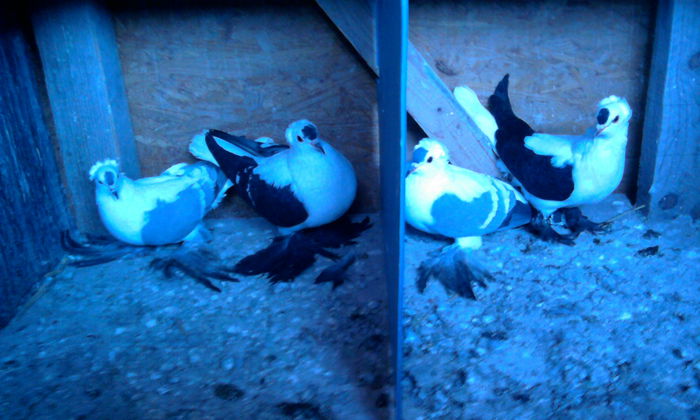 3 F  M Caut un M albastru