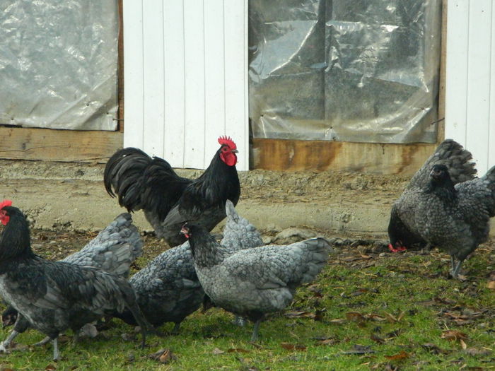 Max 018 - 03 AUSTRALORP albastru 2015