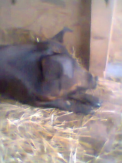 Photo0112 - porci duroc