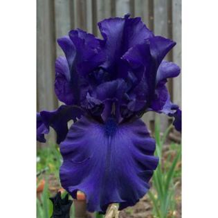 Iris germanica blue-300x300 - Achizitii 2015