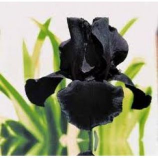 iris black-300x300 - Achizitii 2015