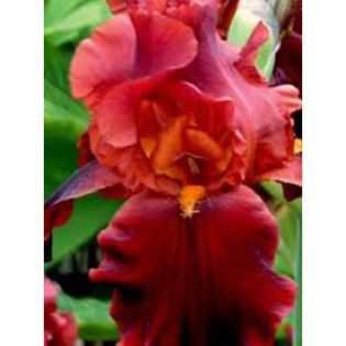 iris red-300x300