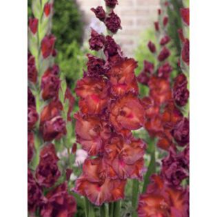 Gladiolus Bimbo-300x300